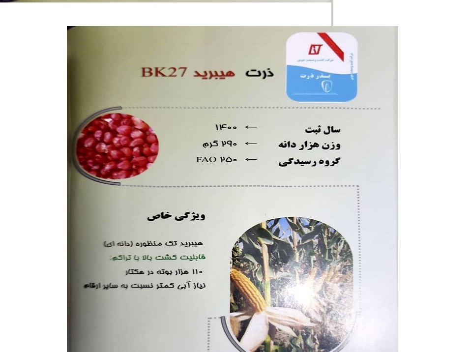 انواع بذر ذرت