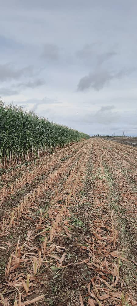 قیمت‌گذاری منصفانه